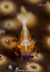 Emperor Shrimp on a Sea Cucumber by Emily Weston 